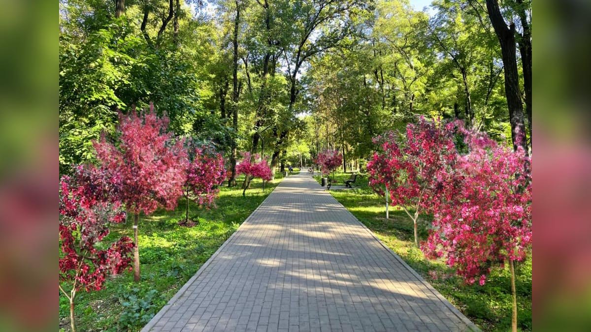 Деревья за кофе: в Днепре в парке Гагарина появится сад из райских яблонь