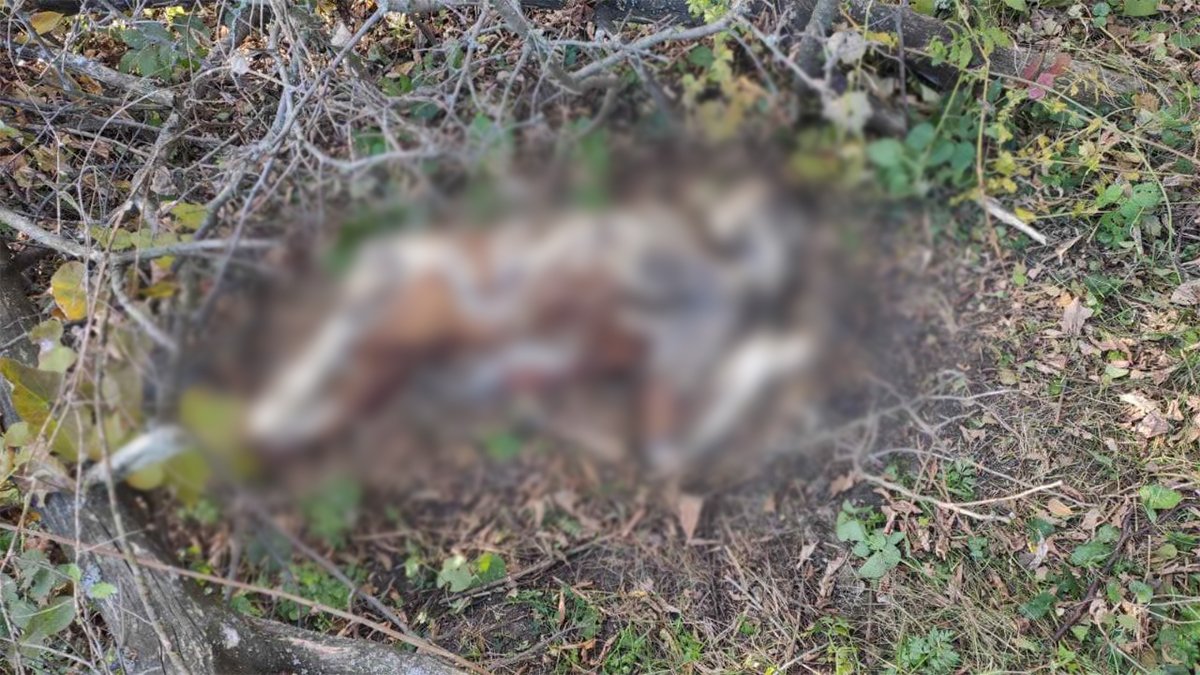 В балке недалеко от Днепра нашли скелетированный труп человека