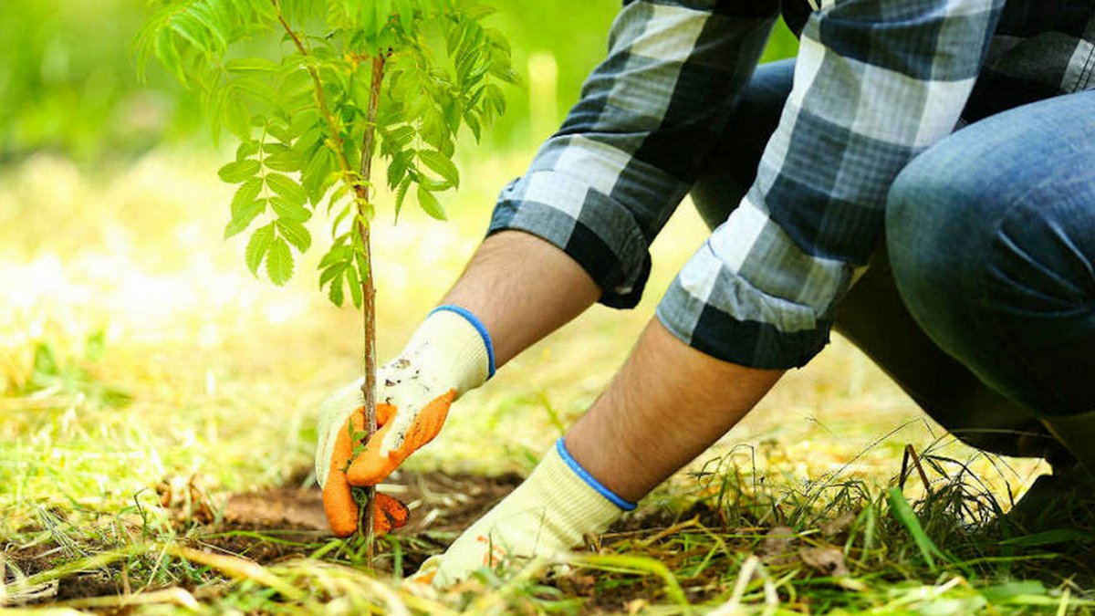 В Днепре пройдет масштабная акция по высадке деревьев: как поучаствовать