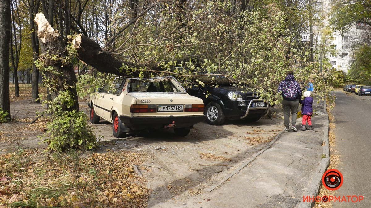 В Днепре из-за ветра деревья падают на автомобили