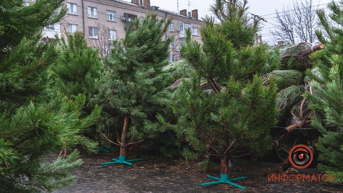 Где в Днепре собираются продавать елки перед Новым годом