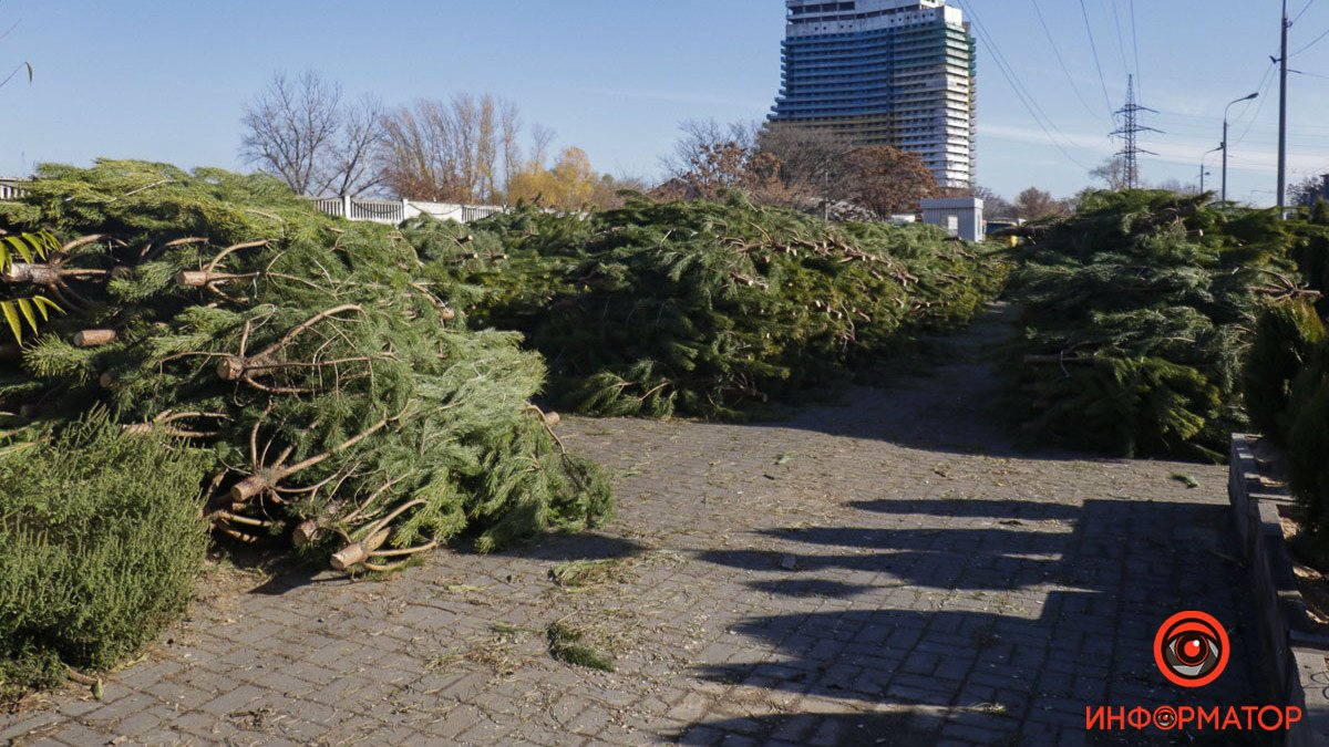 В Днепре на Сичеславской Набережной появились первые срубленные елки к Новому году