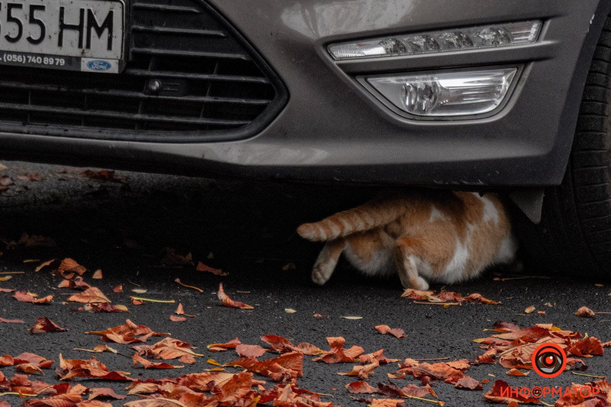 Осторожно, пушистые под капотом: как случайно не убить кота, если вы автомобилист