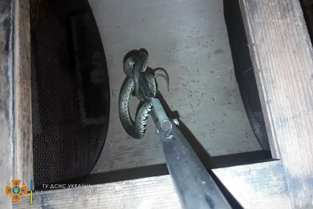 В Днепре метровая змея заползла в дом: пришлось вызывать спасателей