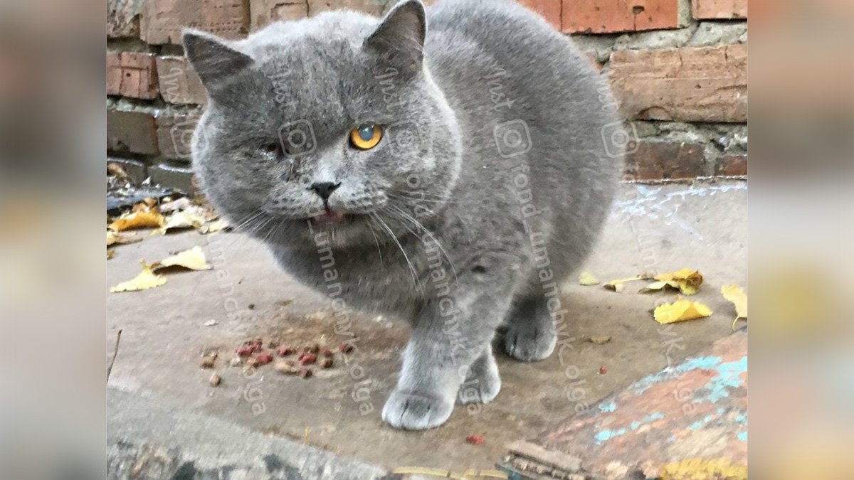 В Днепре полуслепого кота выбросили на улицу и жестоко избили: помогите спасти
