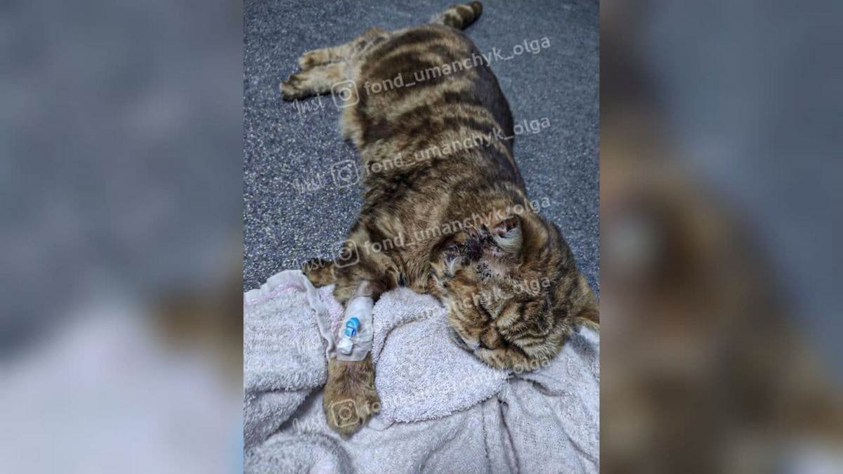 В Днепре волонтеры спасают породистую кошку от жизни в мучениях: нужна помощь
