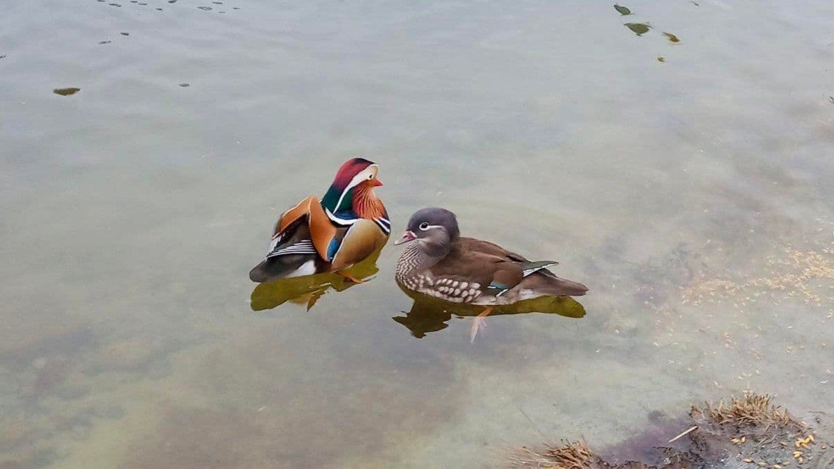 Гости из Поднебесной: в Днепре на озере заметили необычных птиц