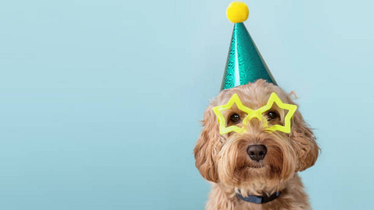 В Днепре проведут новогоднюю вечеринку для собак