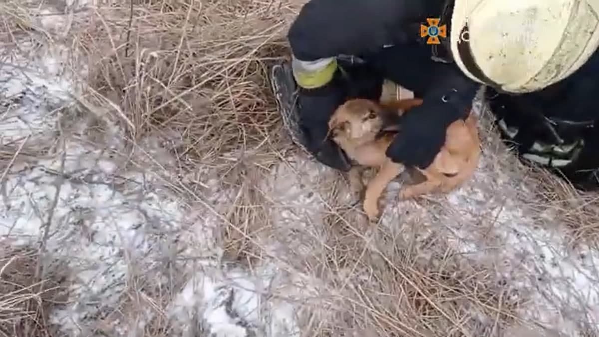 В Слобожнаском щенок упал в заброшенный колодец: видео спасения