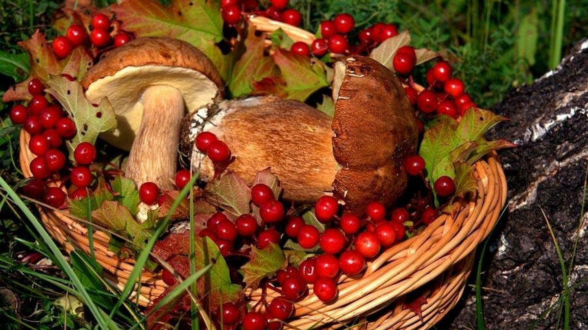 В Украине придется платить за собранные орехи, ягоды и грибы