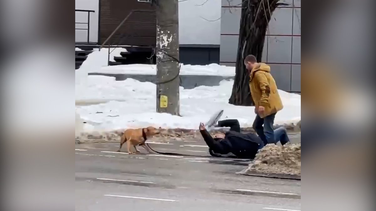 В Днепре мужчина выгуливал собаку без намордника и она бросилась на прохожего: видео момента