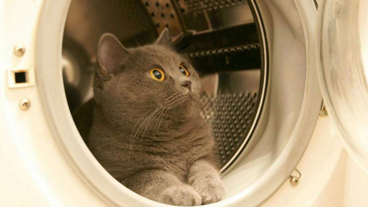 Едва выжил: в Днепре кот полчаса пробыл в работающей стиральной машине