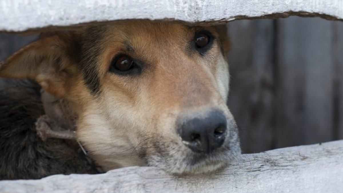 Как в Днепропетровской области наказывают убийц животных: приговоры судов