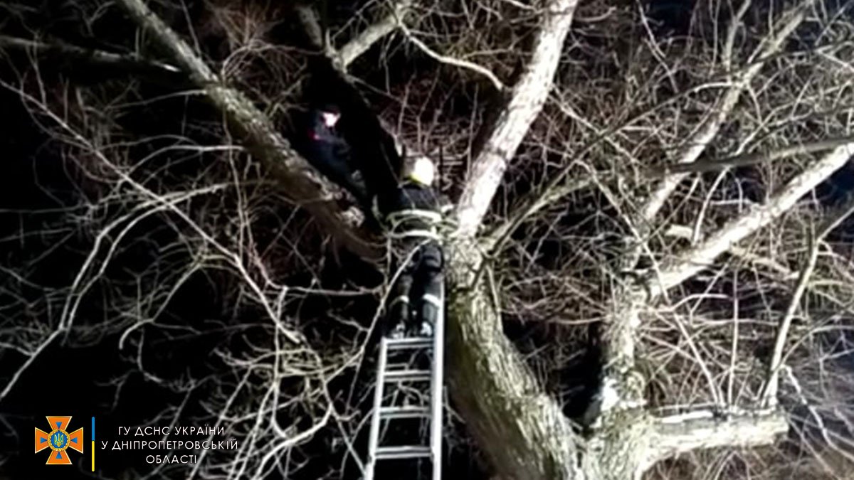 Забрался на 7-метровую высоту: в Павлограде 15-летний парень застрял на дереве