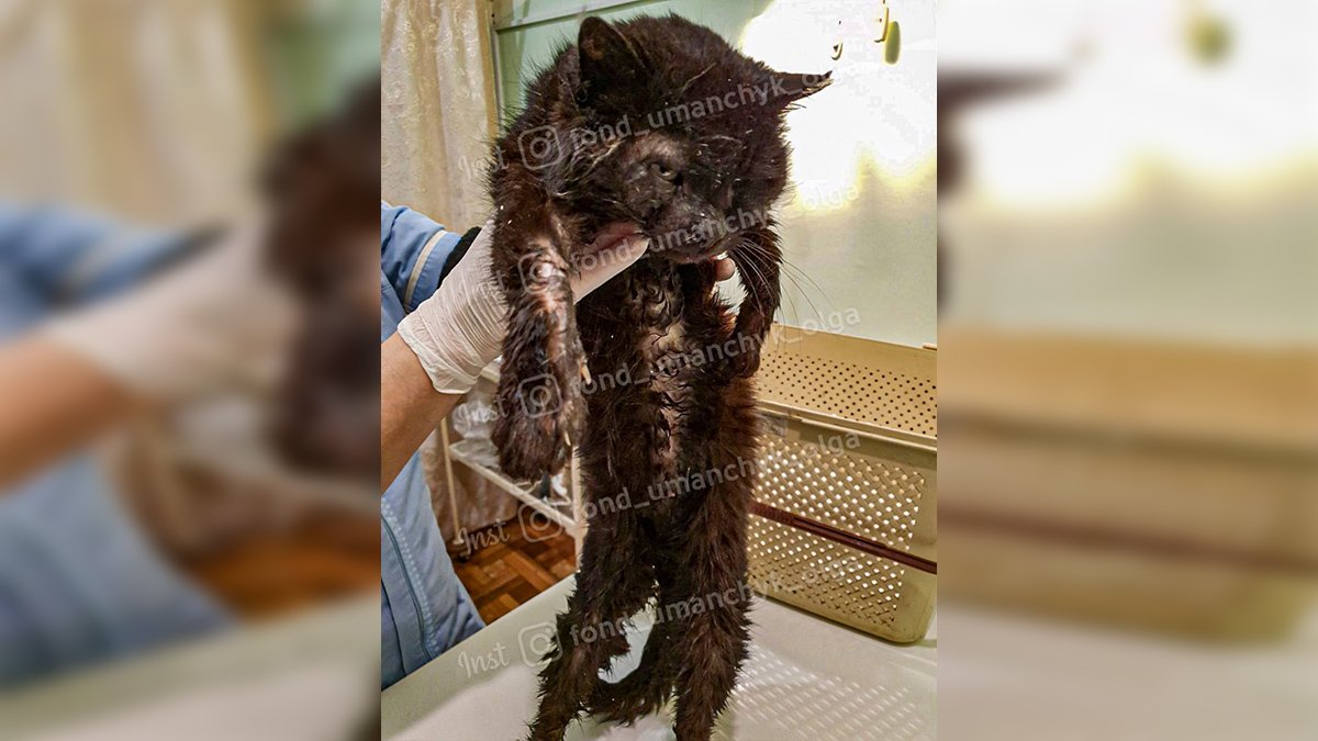 В Днепре изувеченного кота выбросили на улицу: помогите спасти
