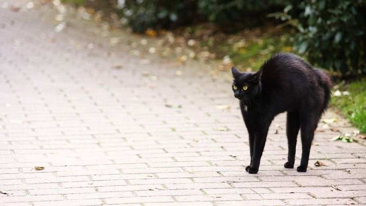 В Днепре черная кошка перебежала дорогу и спровоцировала ДТП: видео момента