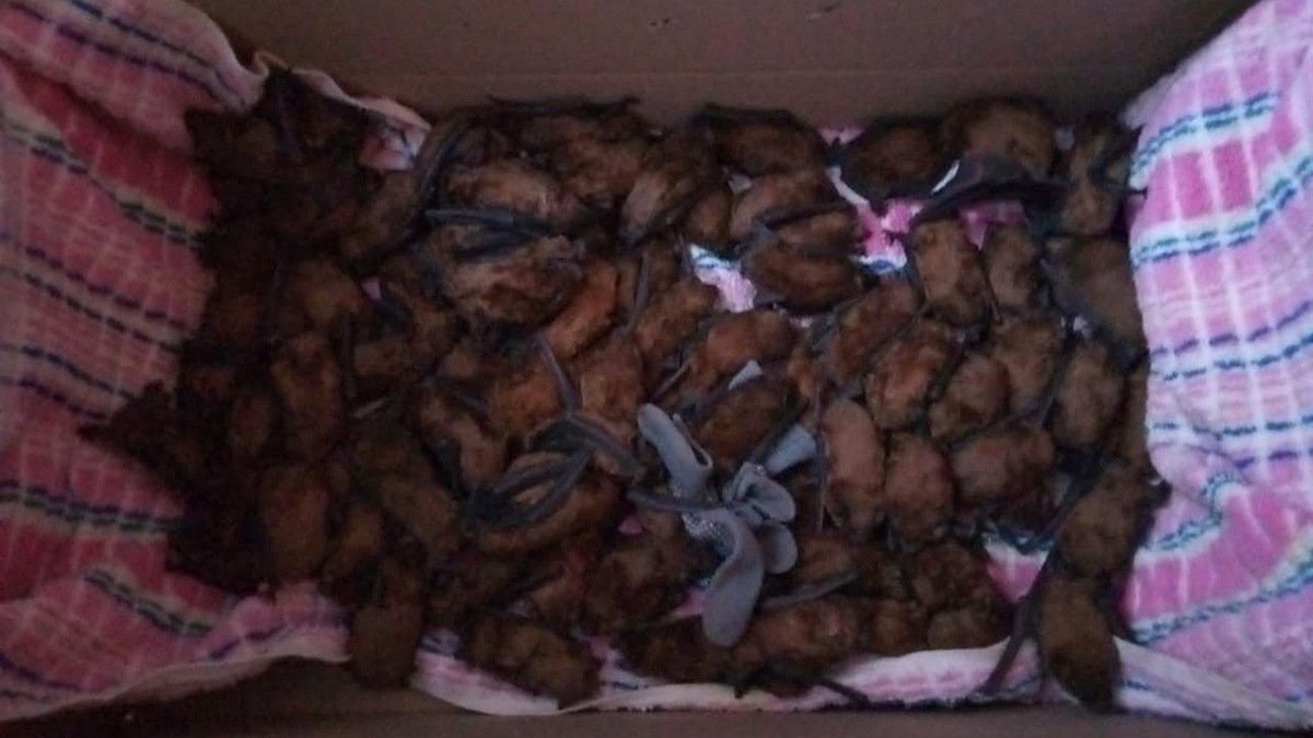 Более 700 летучих мышей, которых нашли в квартире в Днепре, отвезли в холодильник в Харьков