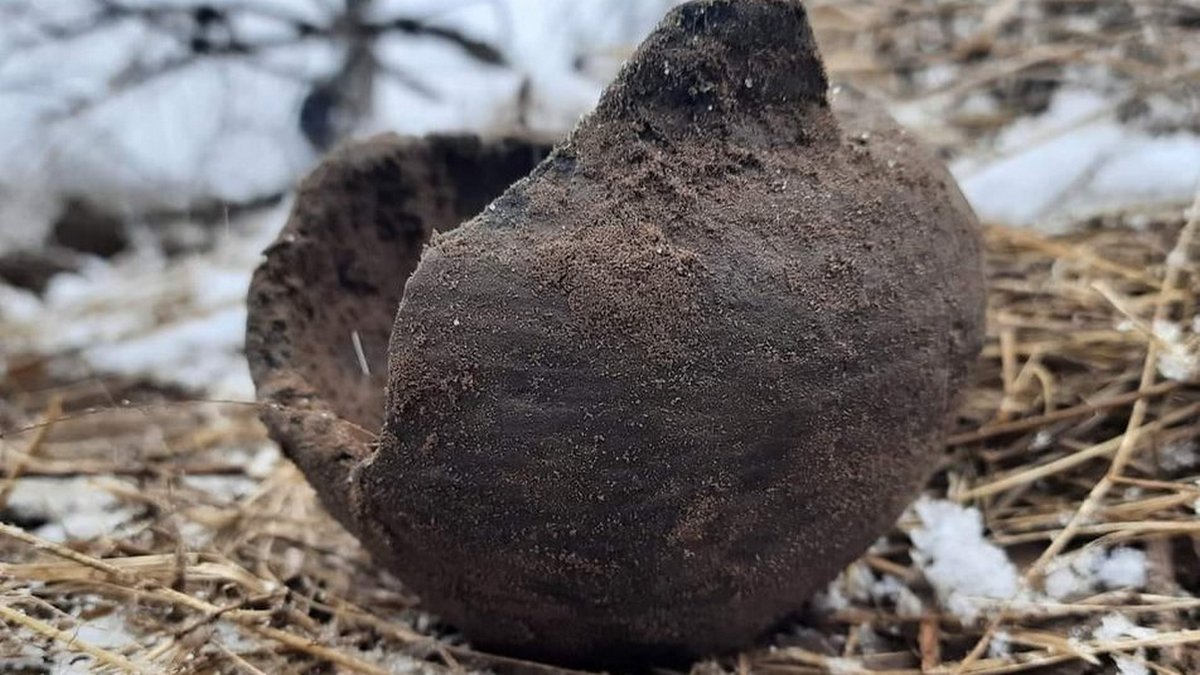 В Днепропетровской области бойцы теробороны во время подготовки окопов нашли артефакт эпохи бронзы