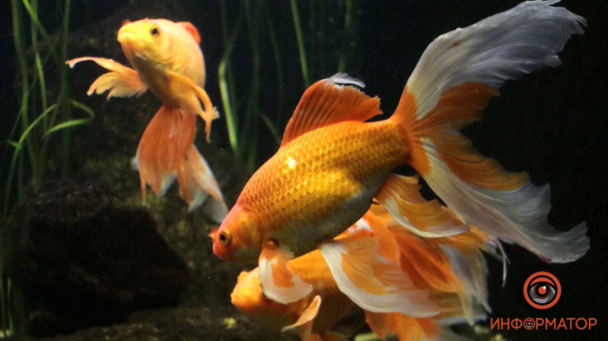 В Днепре аквариум возобновил работу: кто может посетить его бесплатно
