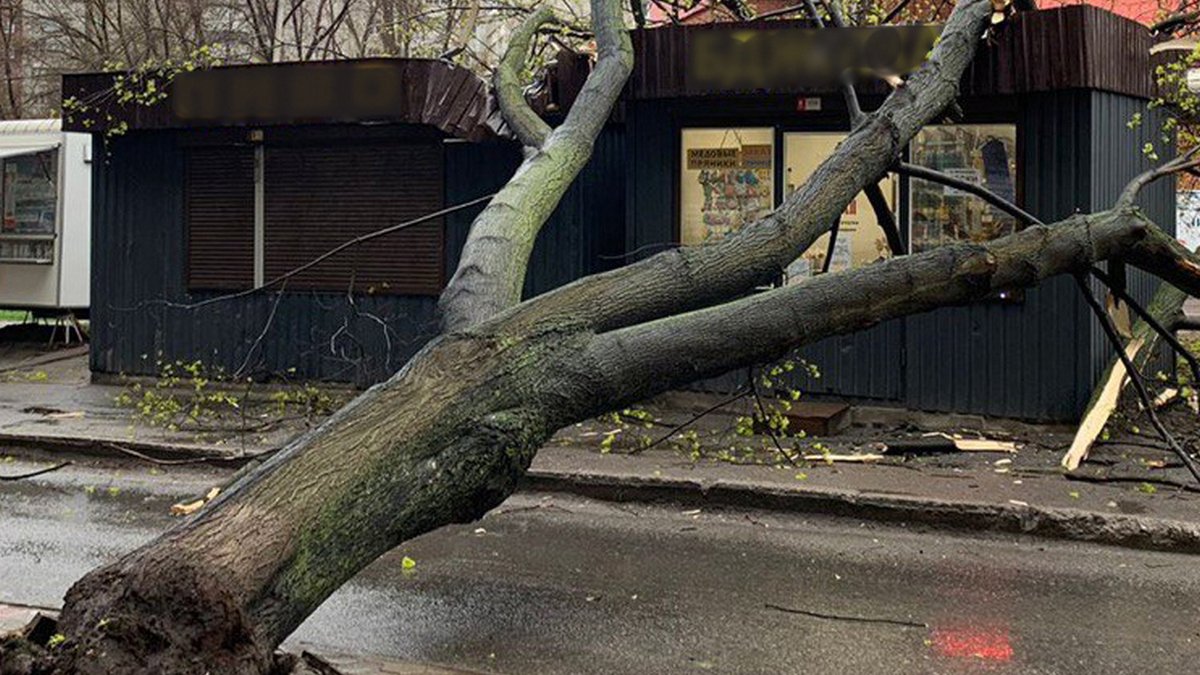 В Днепре дерево упало на торговый павильон