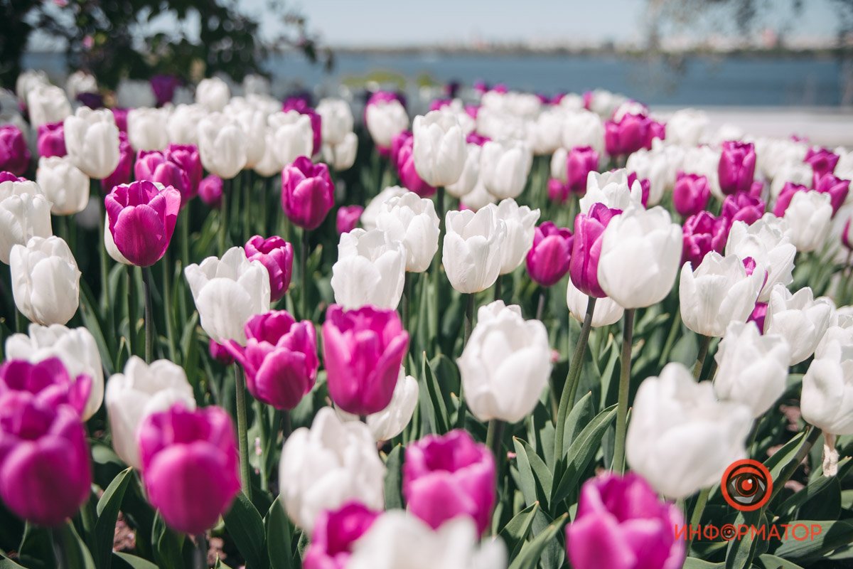 Красочный Днепр: как в городе цветут тюльпаны