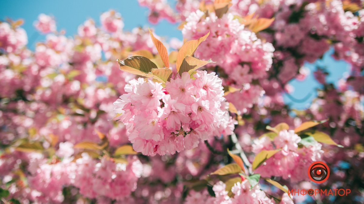 Цикличность весны: в Днепре вновь зацвели сакуры