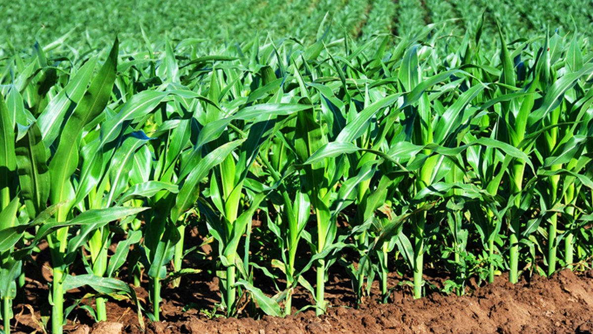 Аграриям Днепропетровской области передали 759 мешков семян кукурузы