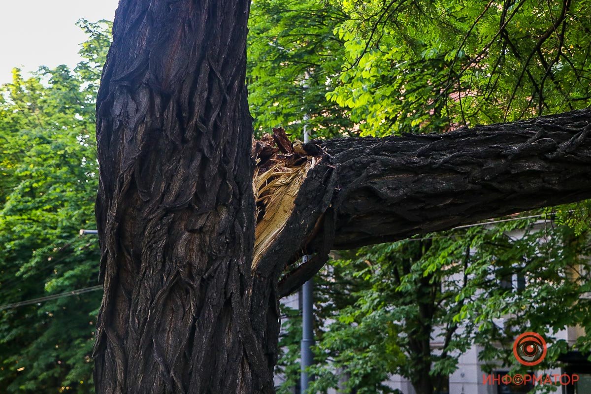 Куда обращаться жителям Днепра по поводу аварийных деревьев