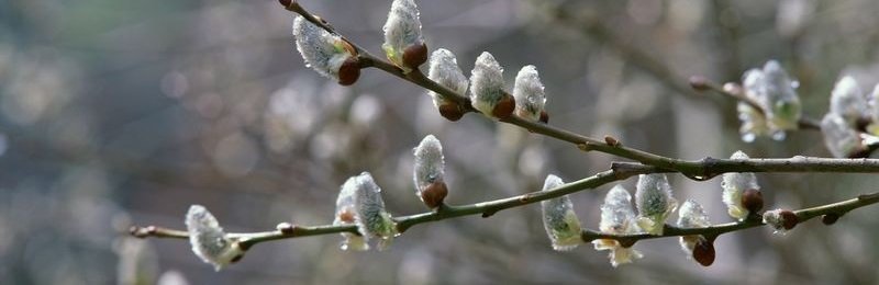 Потепление и снова похолодание: чего ожидать от погоды в марте