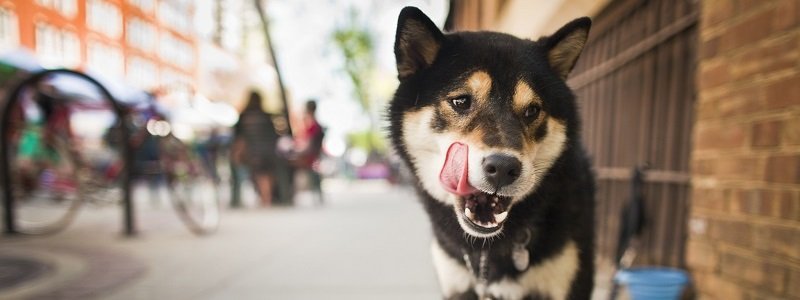 Что грозит тем, кто выгуливает собак в общественных местах Днепра: о штрафах и правилах