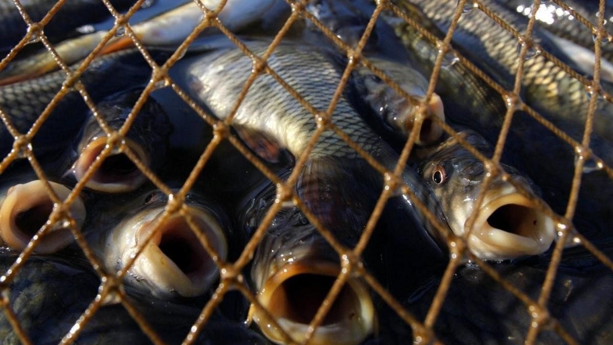 В Днепропетровской области за время нереста задержали 145 «черных рыбаков»