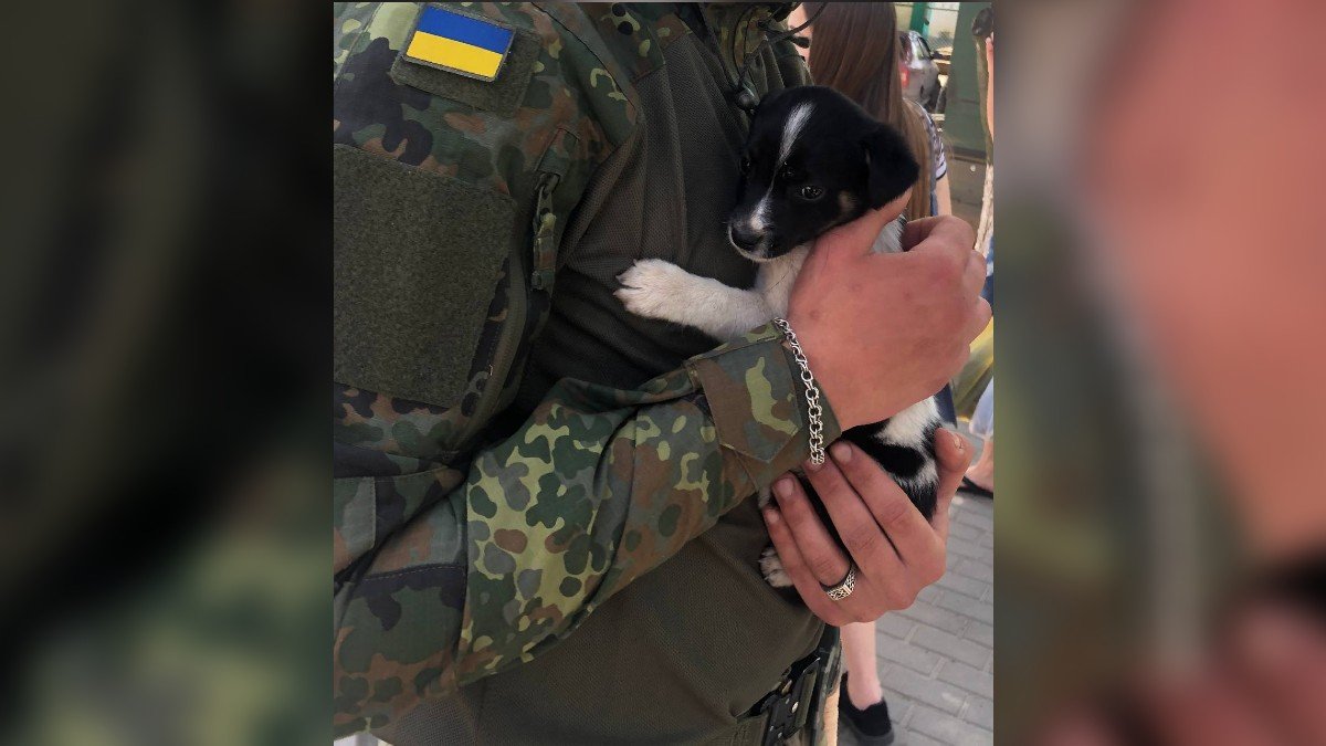 В Днепре ищут дом для щенка Жука, которого спасли военные в Донецкой области