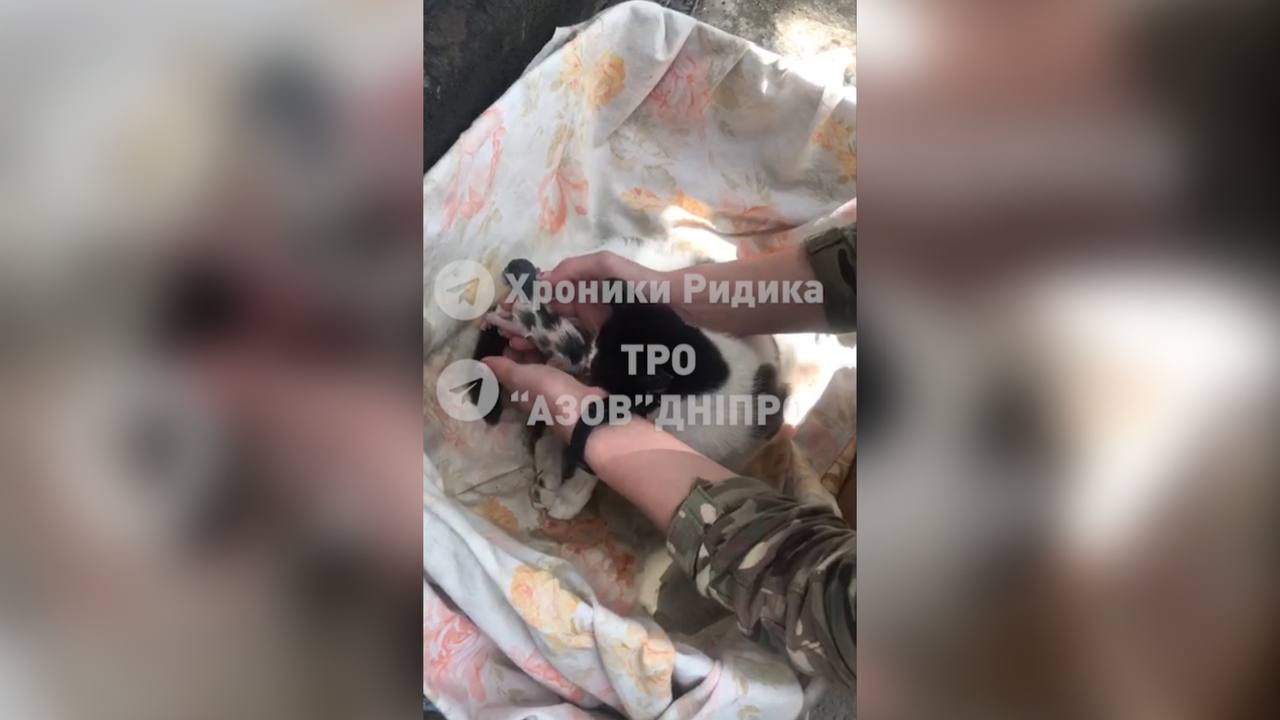 Военный медик из Днепра во время боевого задания приняла роды у кошки: видео