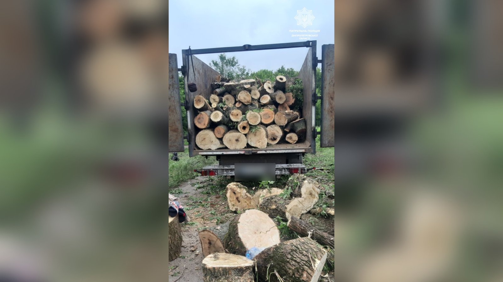В Днепре мужчины нелегально валили деревья: дрова пытались вывезти в грузовиках
