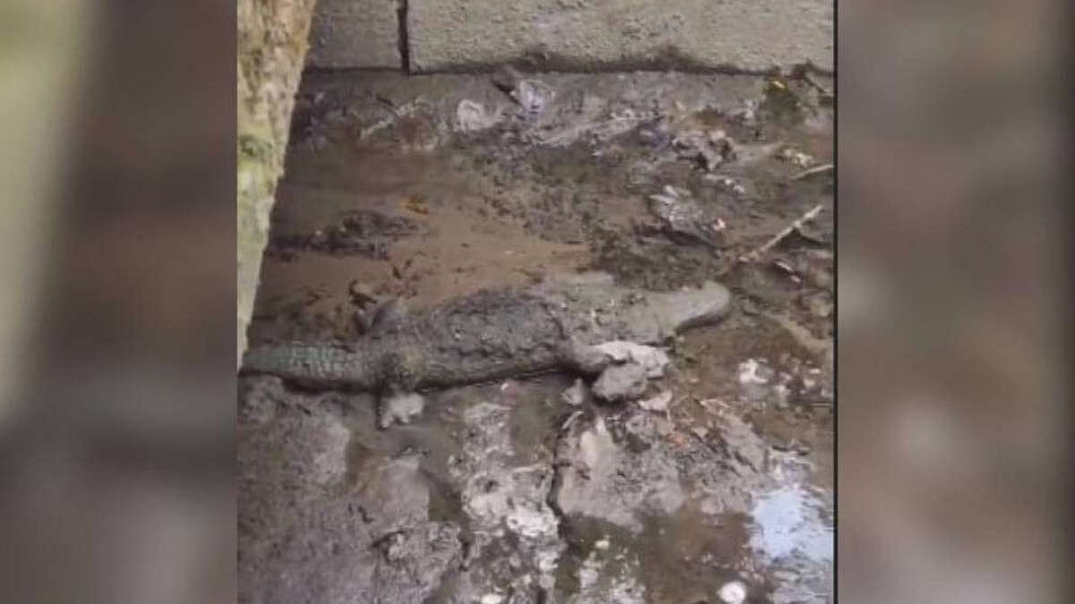 В Днепре возле ж/м Покровский нашли "мертвого крокодила"