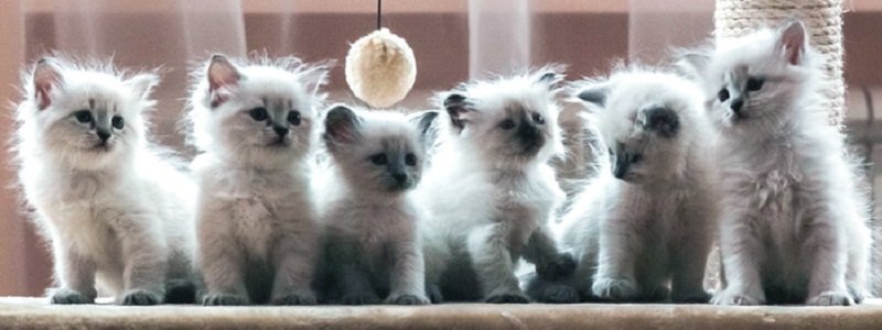 Приюты против питомников: каких котят чаще всего берут в семью жители Днепра