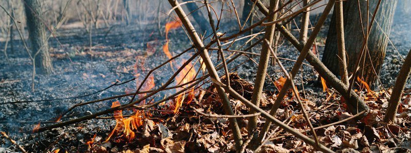 Пожар на Парусе: лесная зона горит - горожане гуляют с детьми