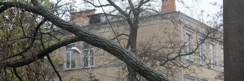 На Пушкина ветер повалил дерево на провода