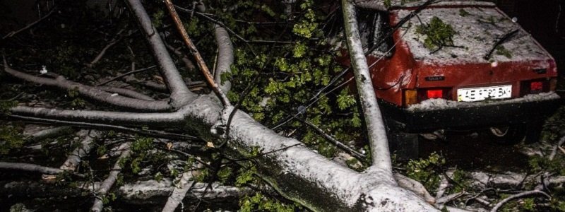 3000 поваленных деревьев в Днепре: как будут ликвидировать проблему