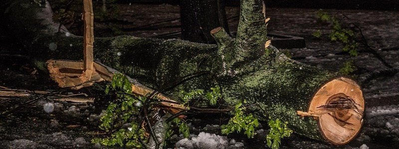 В Днепропетровской области из-за непогоды женщину убило дерево