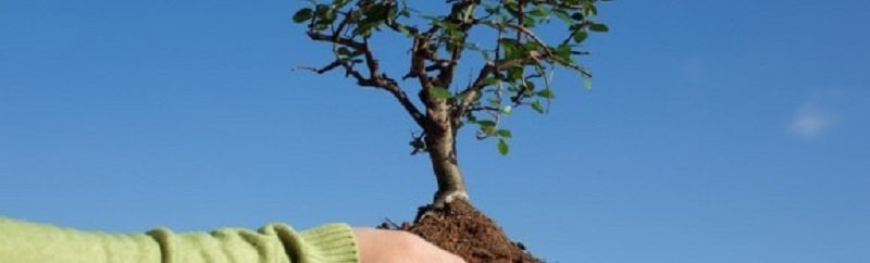 В Днепре стартует акция "Посади дерево - спаси город"