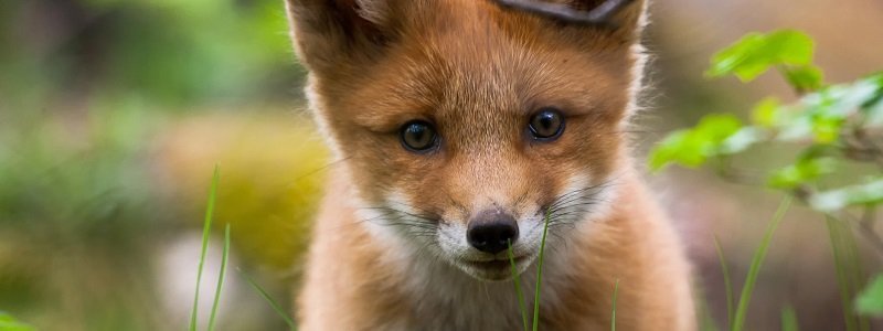 Зоозащитники Днепра просят помощи для семьи лисичек