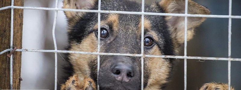 Спасательная миссия: бездомных собак из Днепра выкупили у харьковских отловщиков