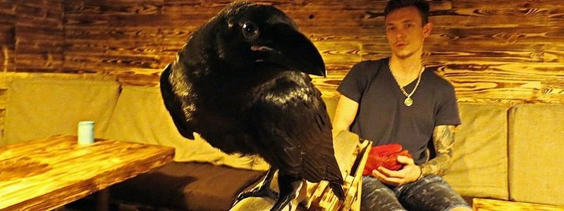Борьба за ворона в Днепре: зоозащитники против хозяина