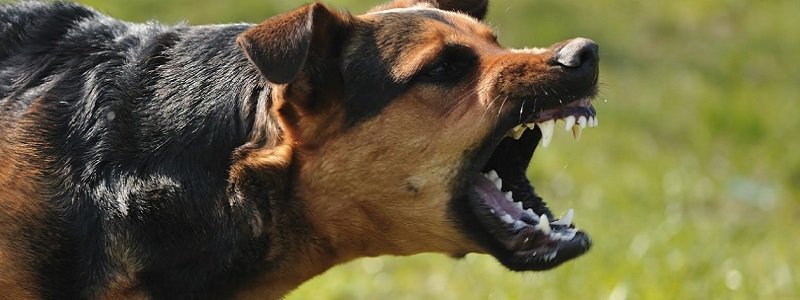 На Шмидта собаки напали на людей: пострадавшую отвезли в больницу