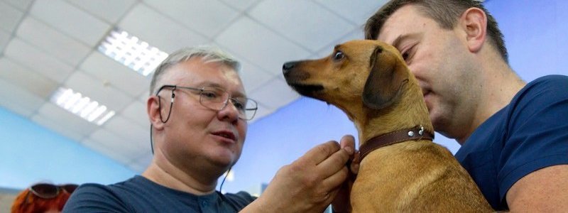 Единый реестр и QR-жетоны: жителей Днепра обяжут чипировать домашних животных
