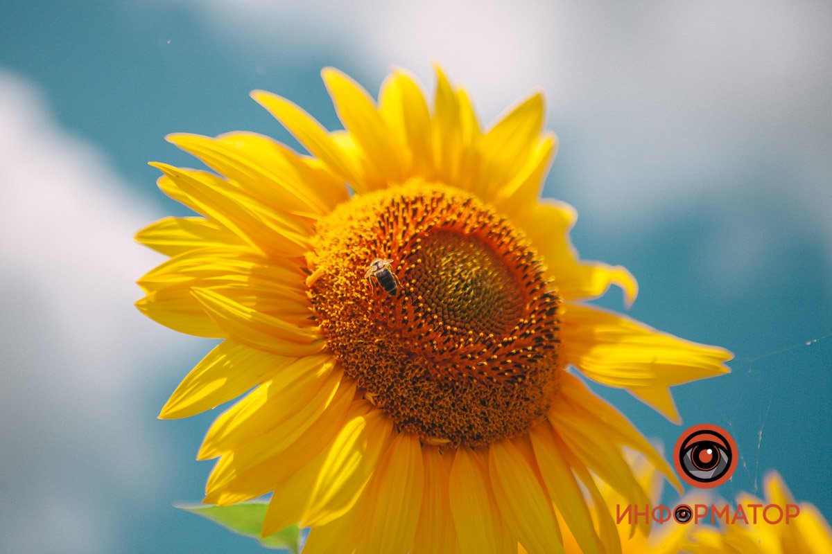 «Жовтогаряче море»: як біля Дніпра у полях цвітуть соняшники