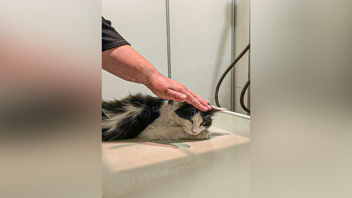 Разбитая голова и пуля в ребре: в Днепре спасают жизнь котика