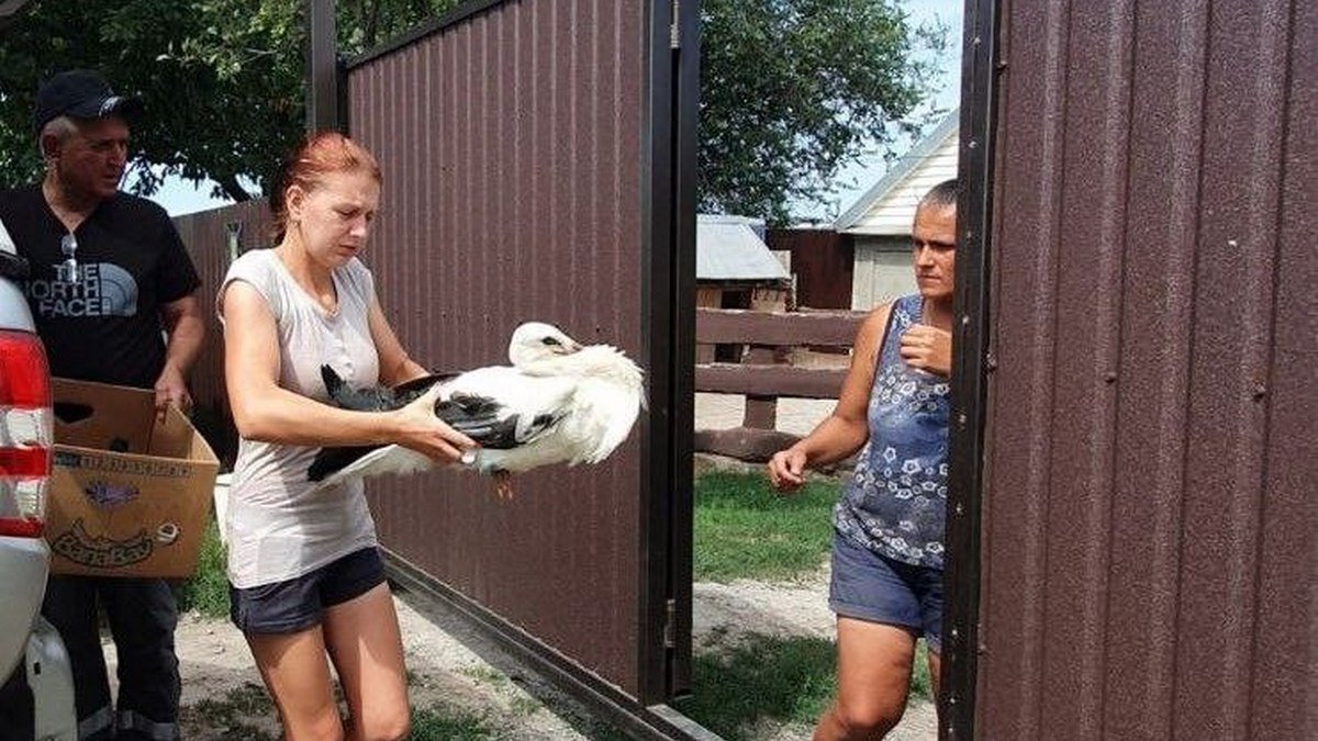 У Дніпропетровській області врятували лелеку, який випав з гнізда