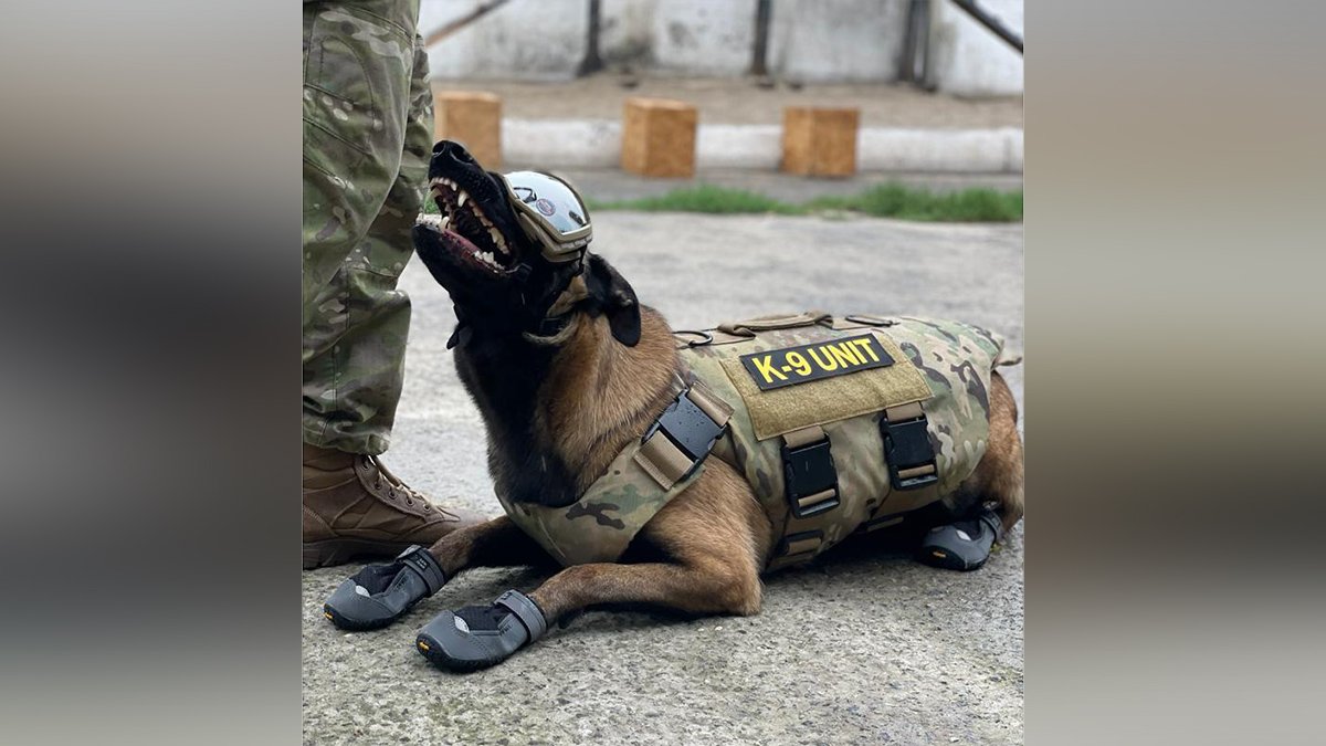 «Стильно та безпечно»: у Дніпрі службові собаки отримали захисні окуляри та амуніцію